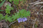 Fuzzy phacelia